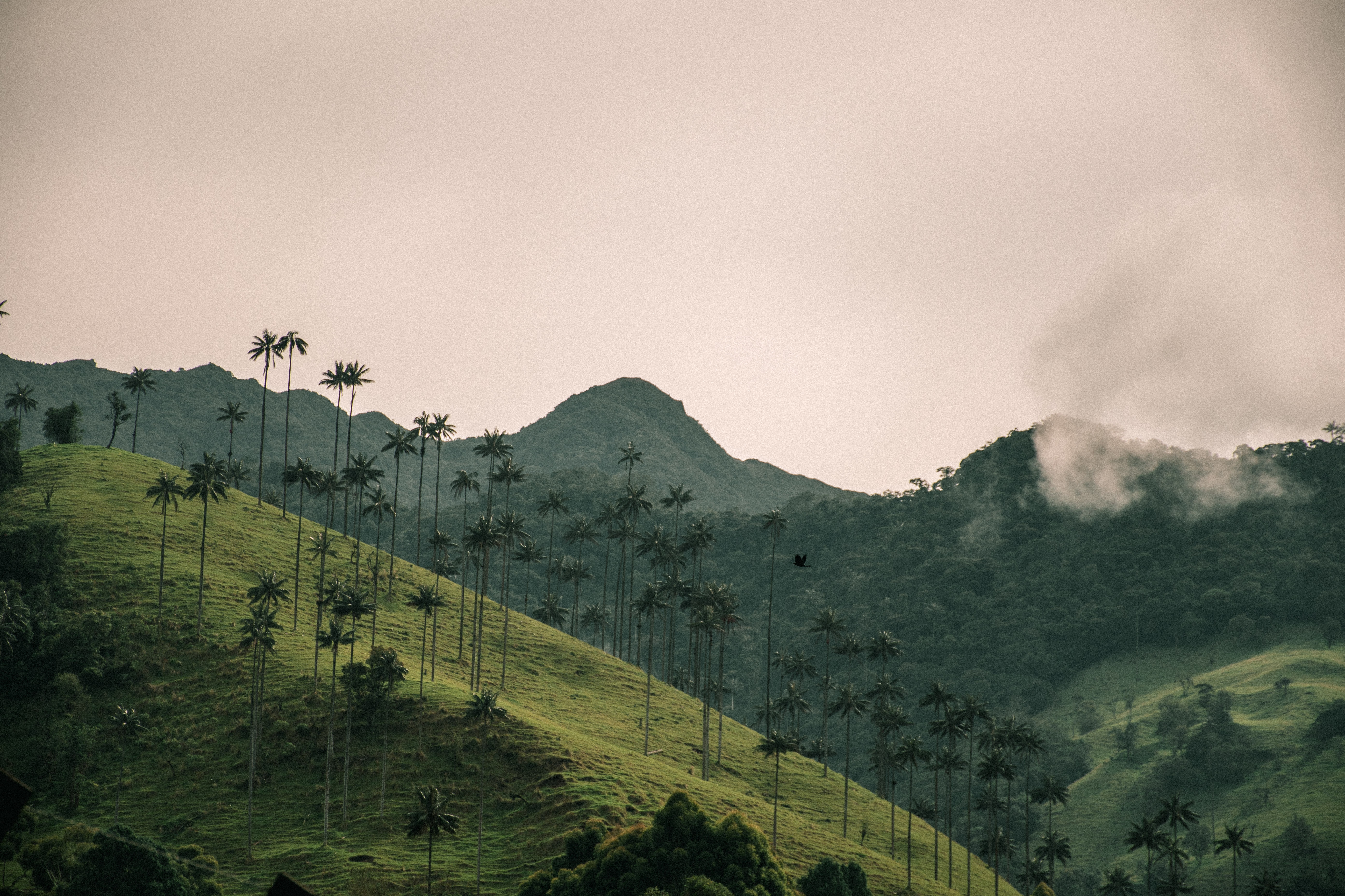 Valle del Cocora - Wax palm trees